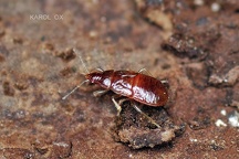 Anthocoridae nymfa (1)